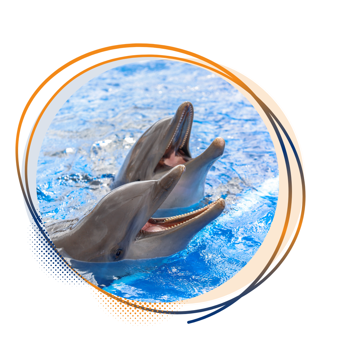 delfin.png